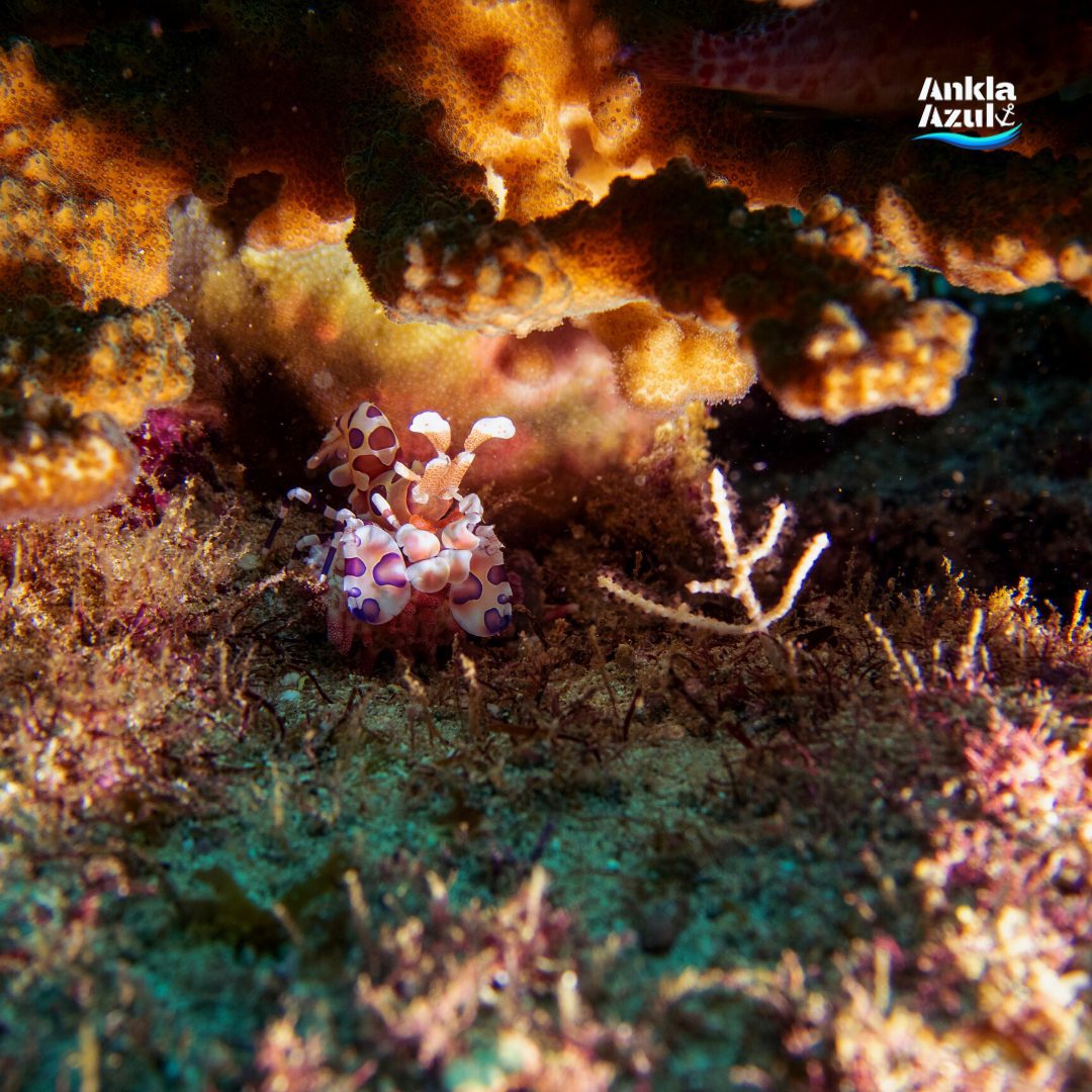 Harlequin shrimp | Ankla Azul