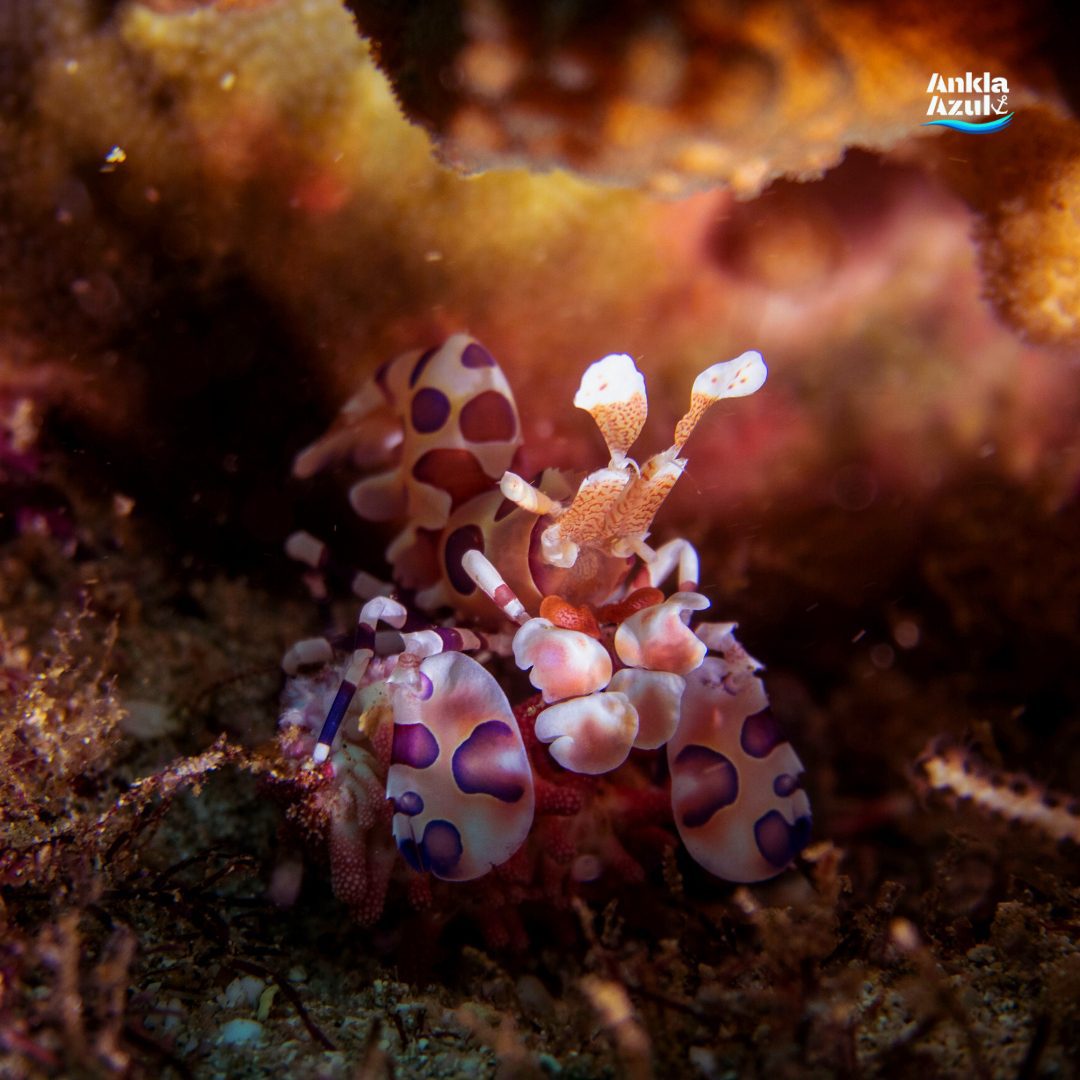 Harlequin shrimp | Ankla Azul