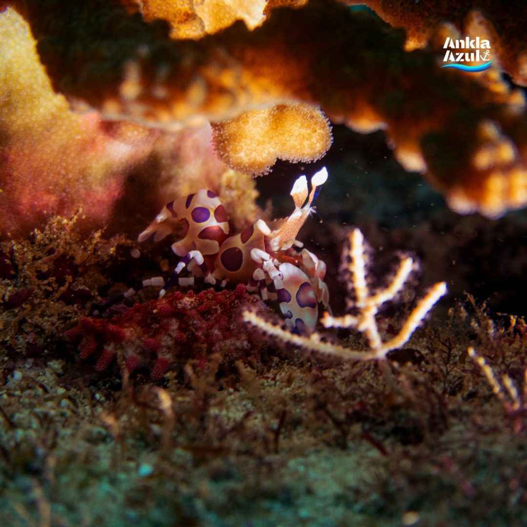 Harlequin shrimp | Ankla Azul