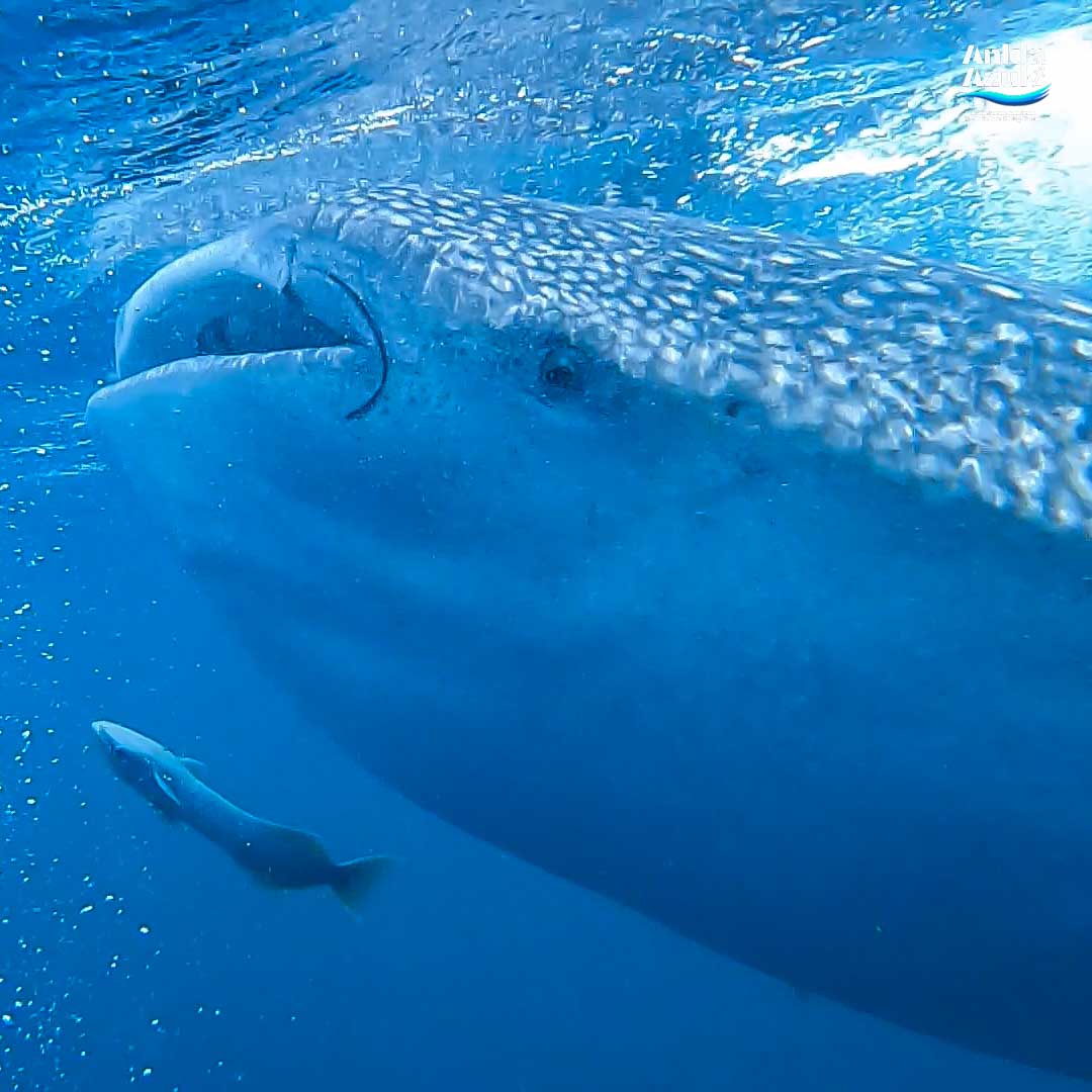 Whale Shark _ Ankla Azul