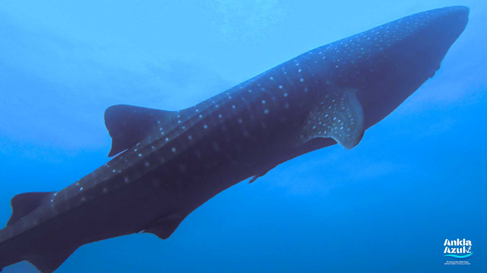 Whale Shark _ Ankla Azul