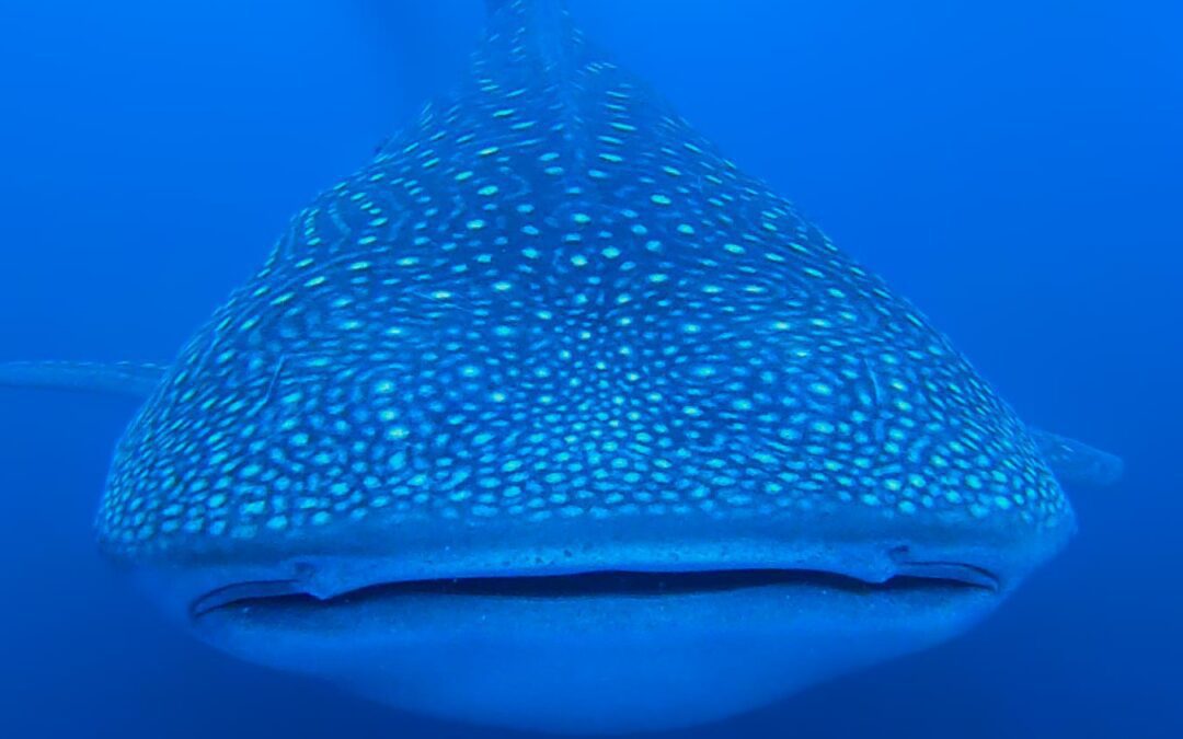 Whale Shark Season In Bahia Solano