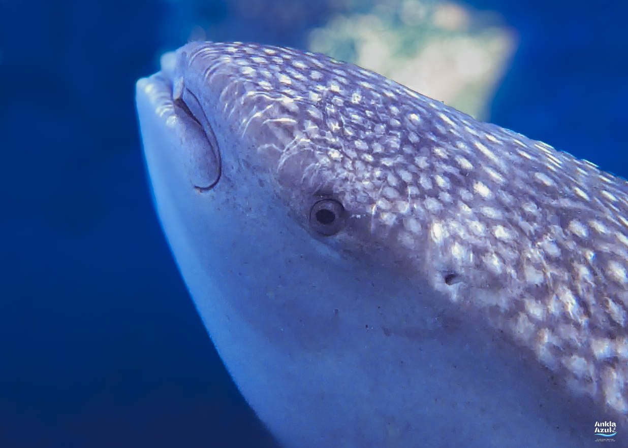 Whale Shark photo_ Ankla Azul-1