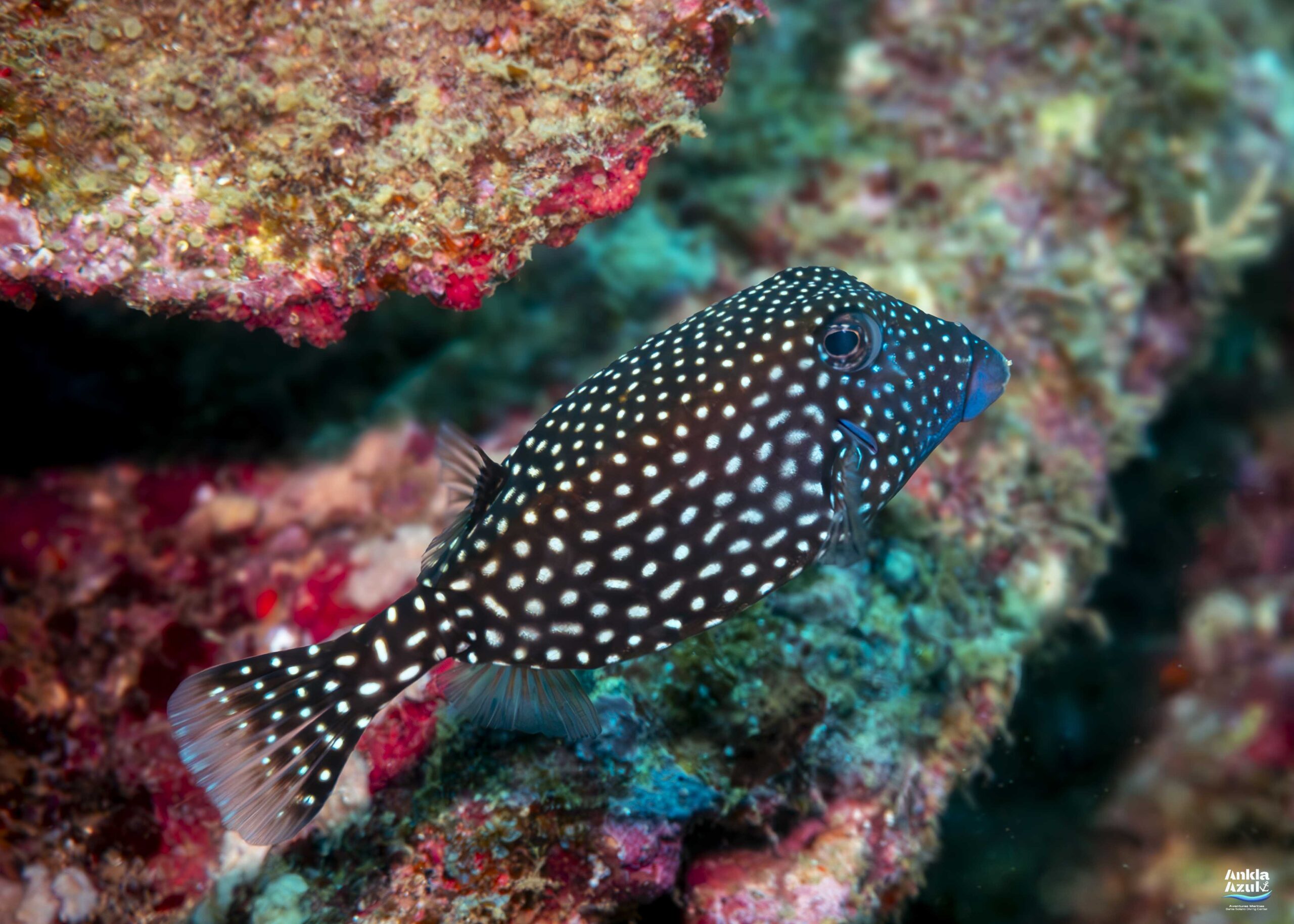 photo 2 Spotted boxfish | Ankla Azul