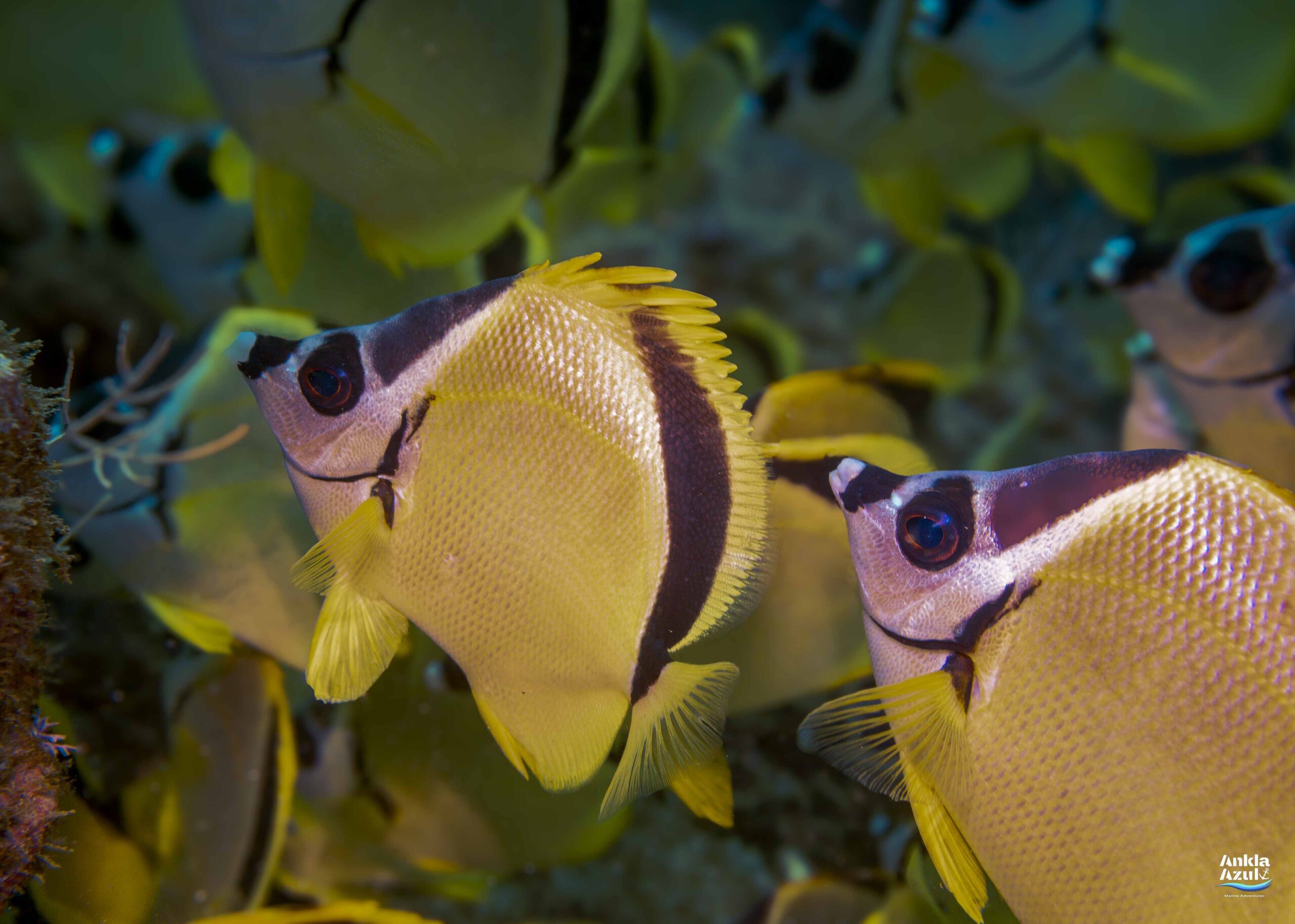 photo blacknosed butterflyfish | Ankla Azul