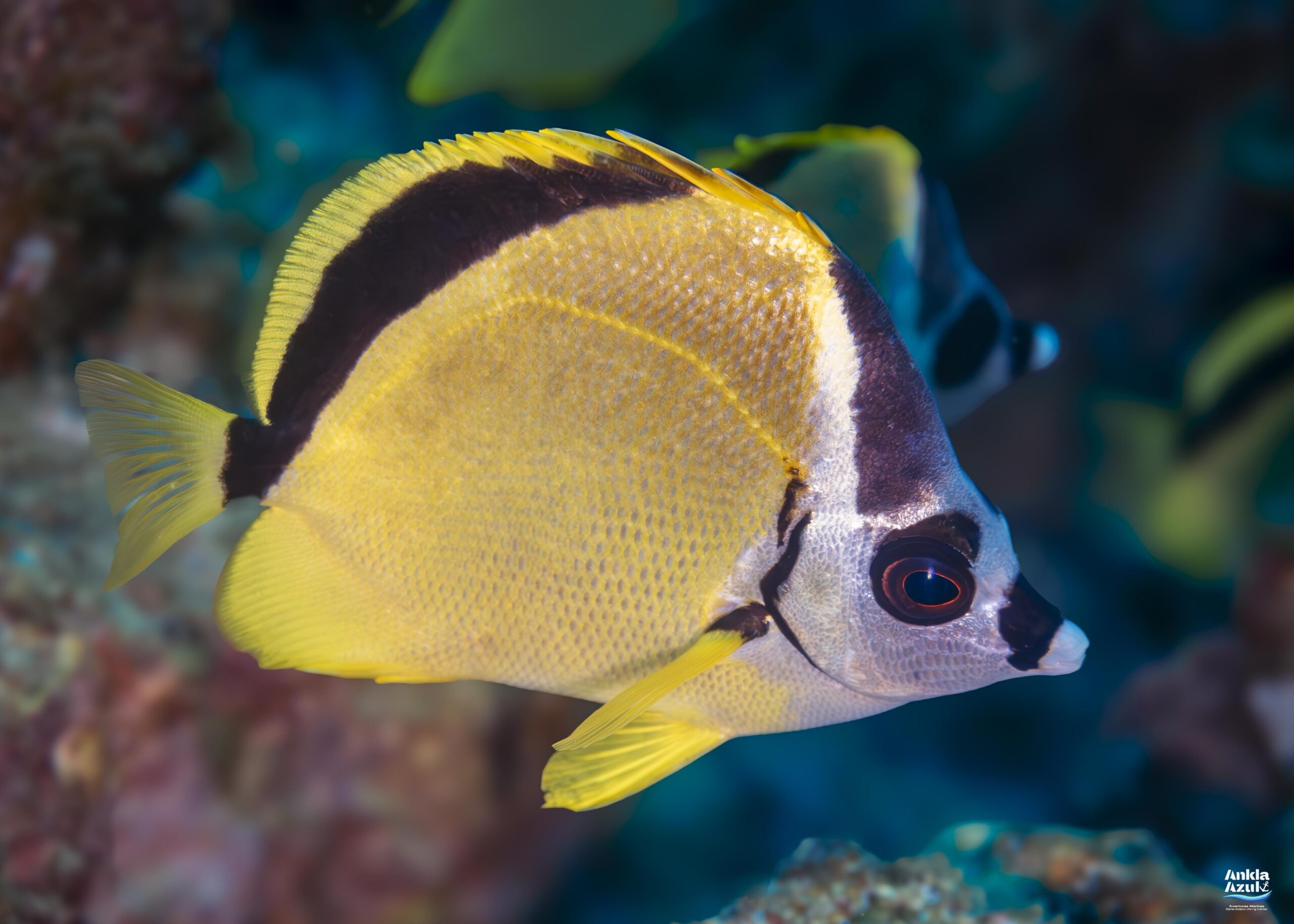 Photos blacknosed butterflyfish | Ankla Azul