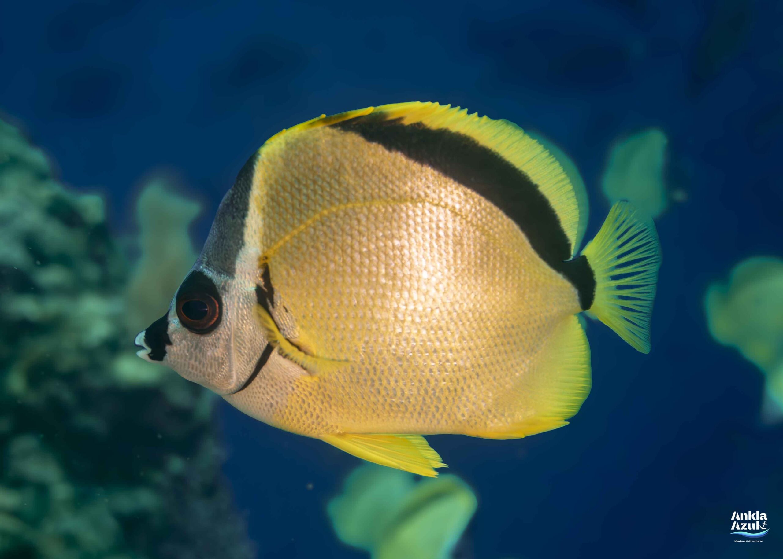 photo blacknosed butterflyfish | Ankla Azul