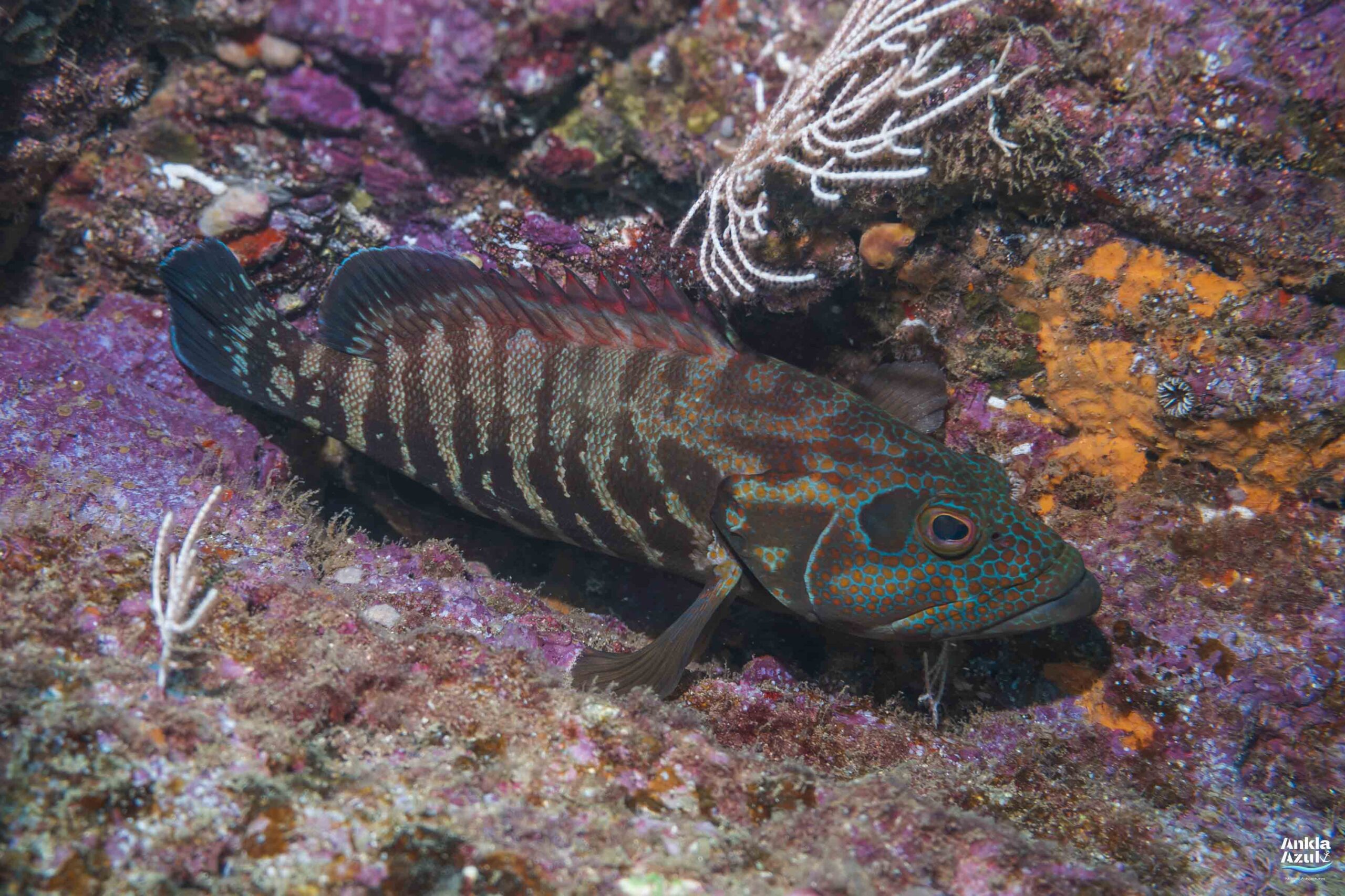 photo of Coral hawkfish | Ankla Azul